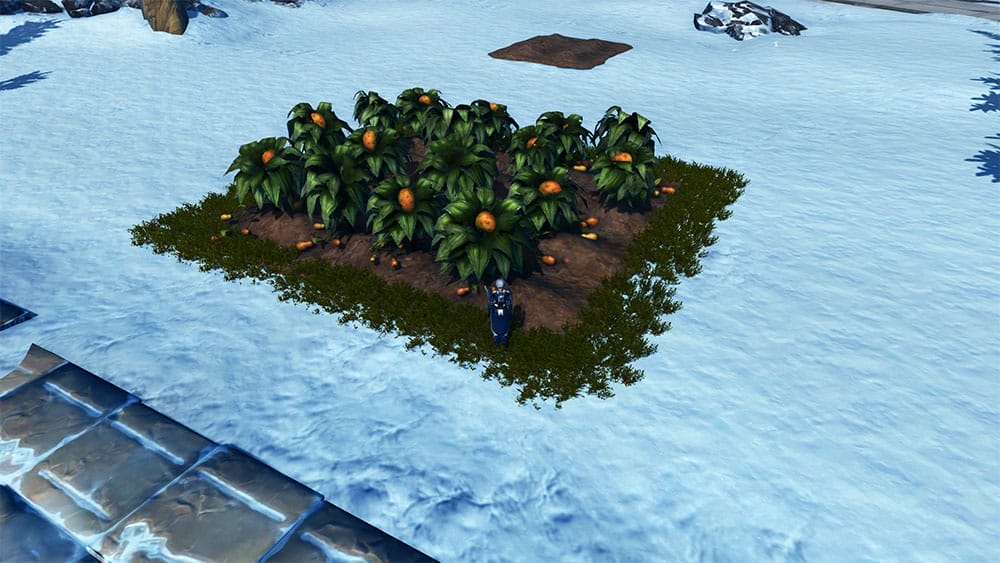 Melon Crops